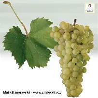 Fresh Děvín & Muškát Moravský 2023 — Vino Hruška